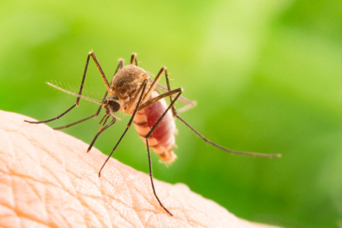 mýtus o malárii