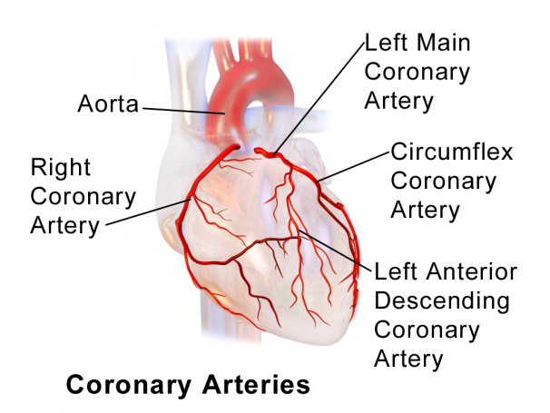 koronárna artéria je