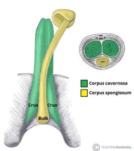 Anatómia penisu (zdroj: Teach Me Anatomy)