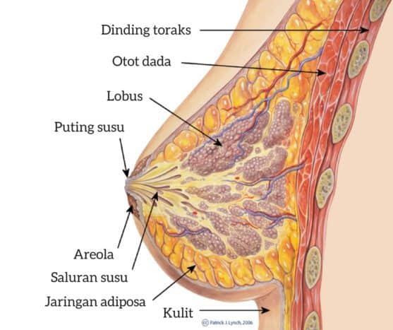 anatómia prsníkov