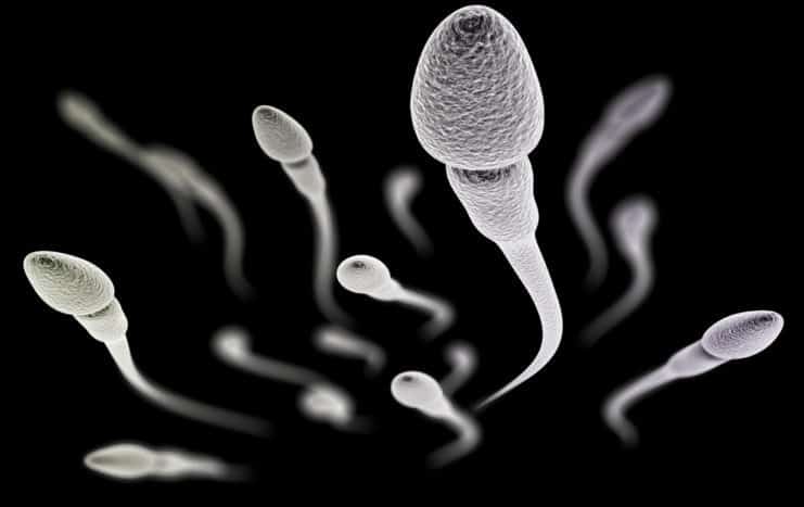 kvalita spermií