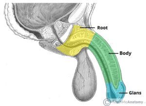 Anatómia pohľadu z boku penisu (zdroj: Teach Me Anatomy)