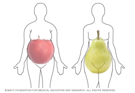 tvar tela jabĺk a hrušiek