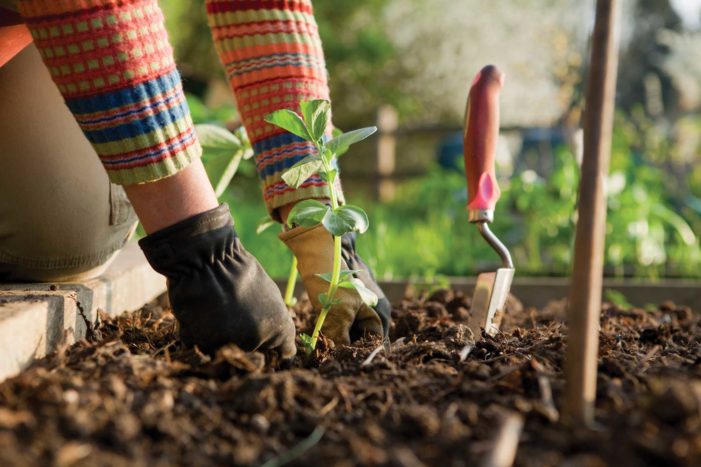 záhradnícke výhody pre zdravie