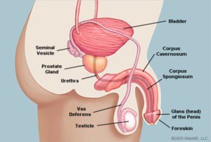 Anatómia penisu vyzerá na bok (zdroj: WebMD)