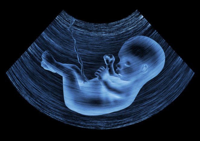 vývoj plodu v maternici