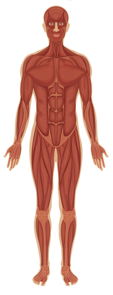 svalový systém