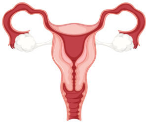 ženský reprodukčný systém