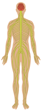 nervový systém