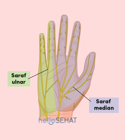 obrázok ruka - mediánového ulnárneho nervu