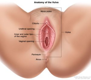 Vyzerá vonku a vulva (zdroj: Naše telá)